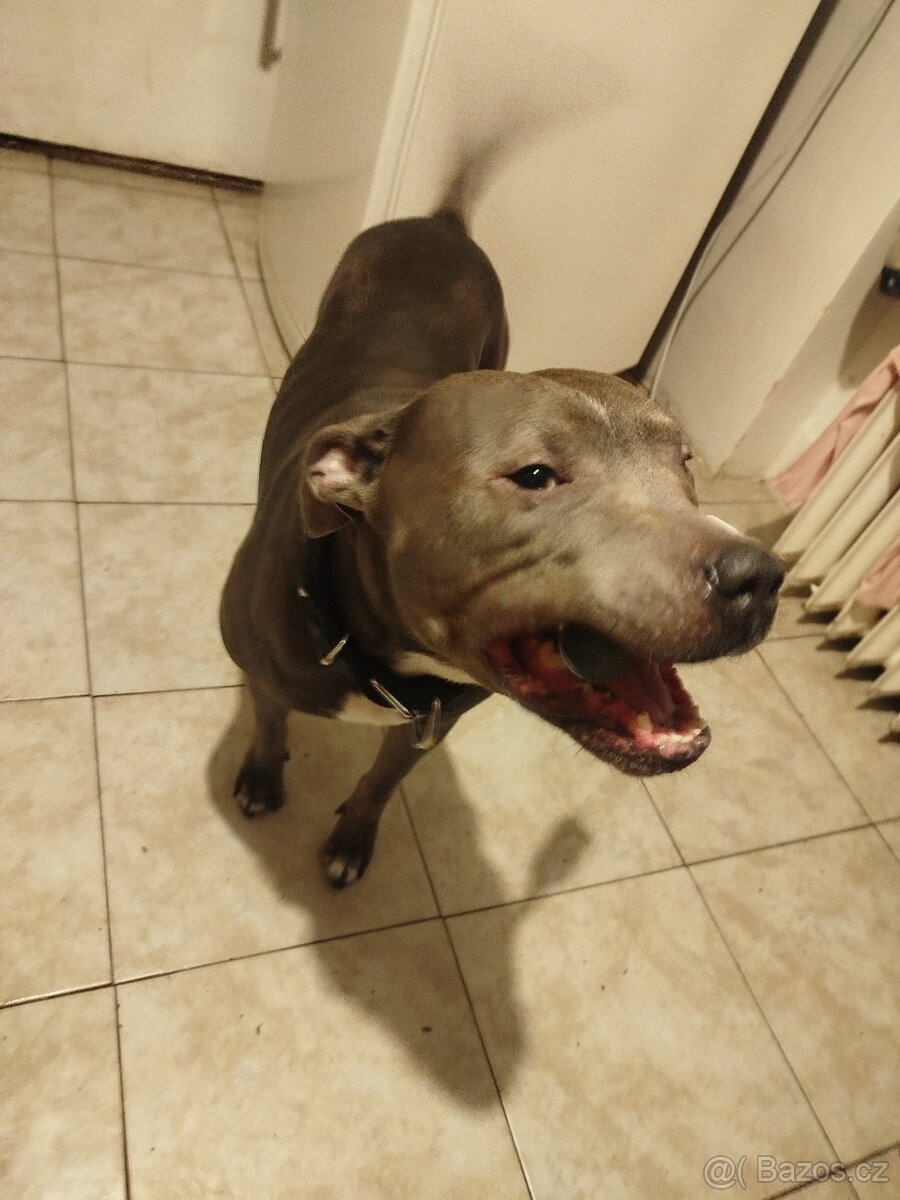 Americký stafordšírský teriér - 2