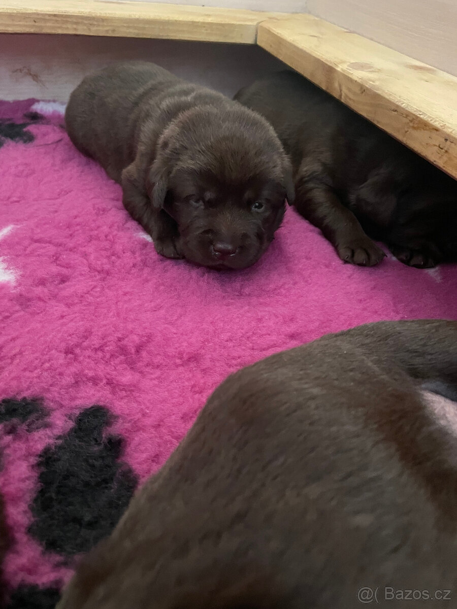 Labradorský retrivr - 2