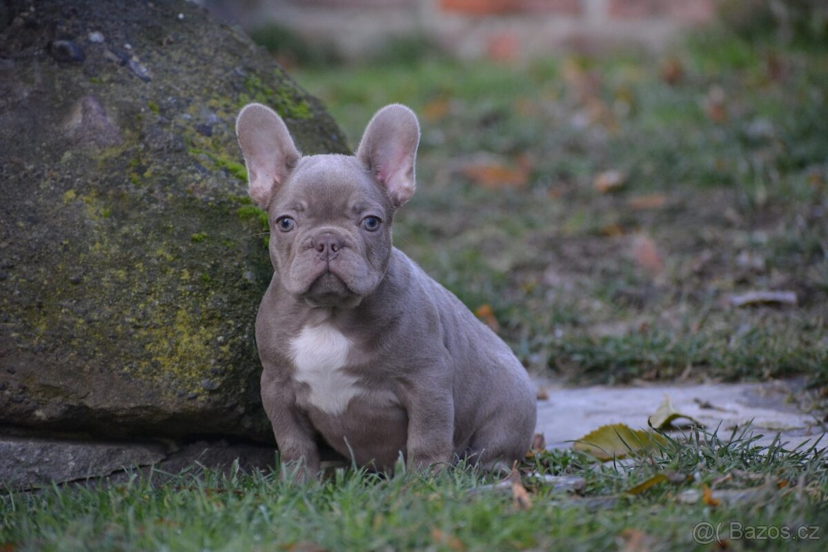 Francouzsky buldoček - 2