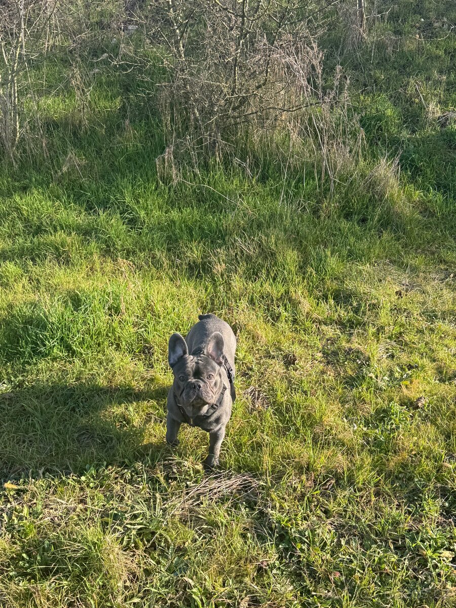 Francouzský buldoček ke krytí bez PP - 2