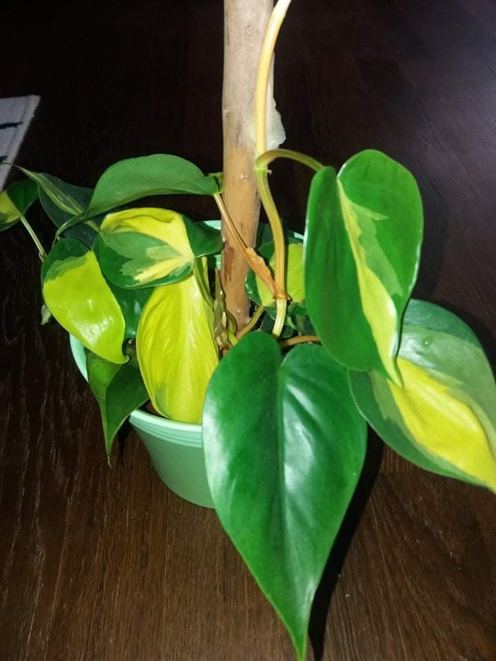 Philodendron brazil - řízky - 2