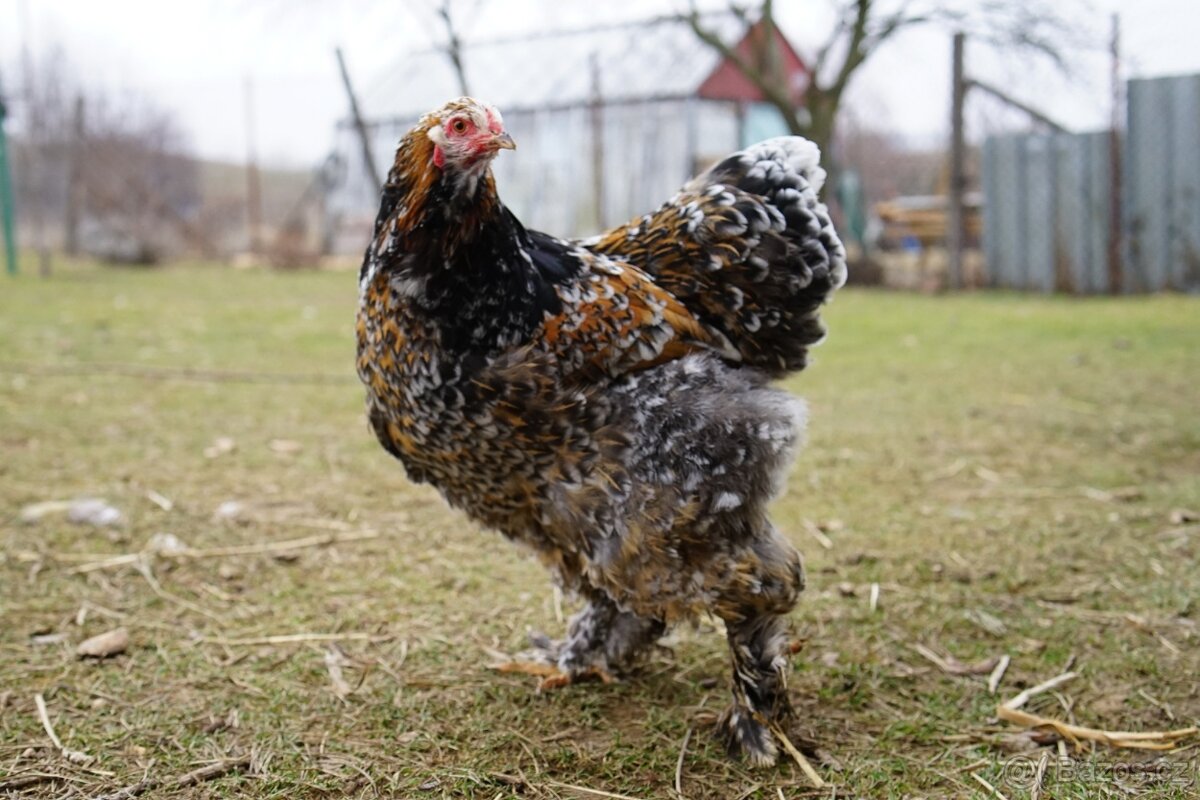 Brahmánky porcelánové 🥚🐣 (násadová vejce i kuřátka) - 2