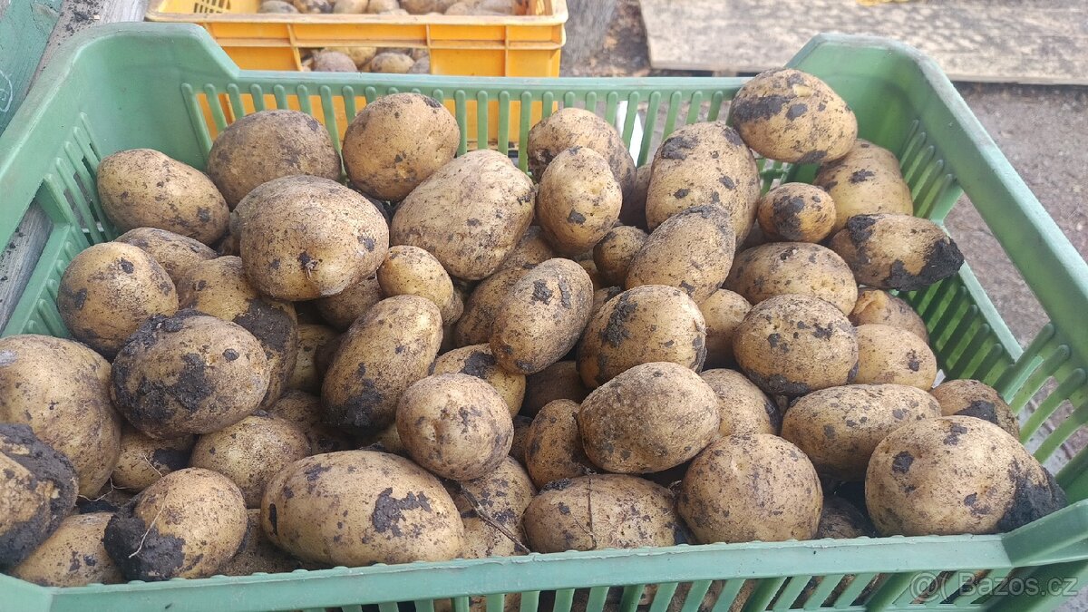 Krmné brambory - 2
