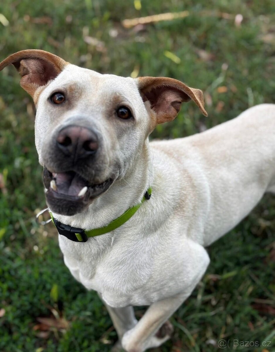 Daruji Pejska do dobrých rukou - 2