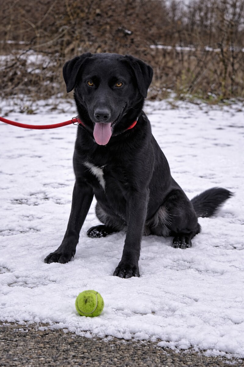 Korina hledá domov - 2