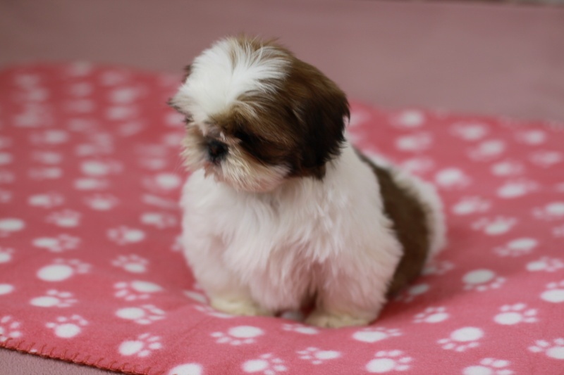 Shih-tzu, Shih tzu, si cu bez pp - 2