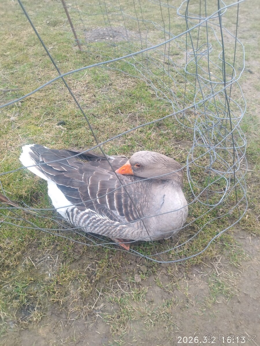 Násadové vejce husy - 2