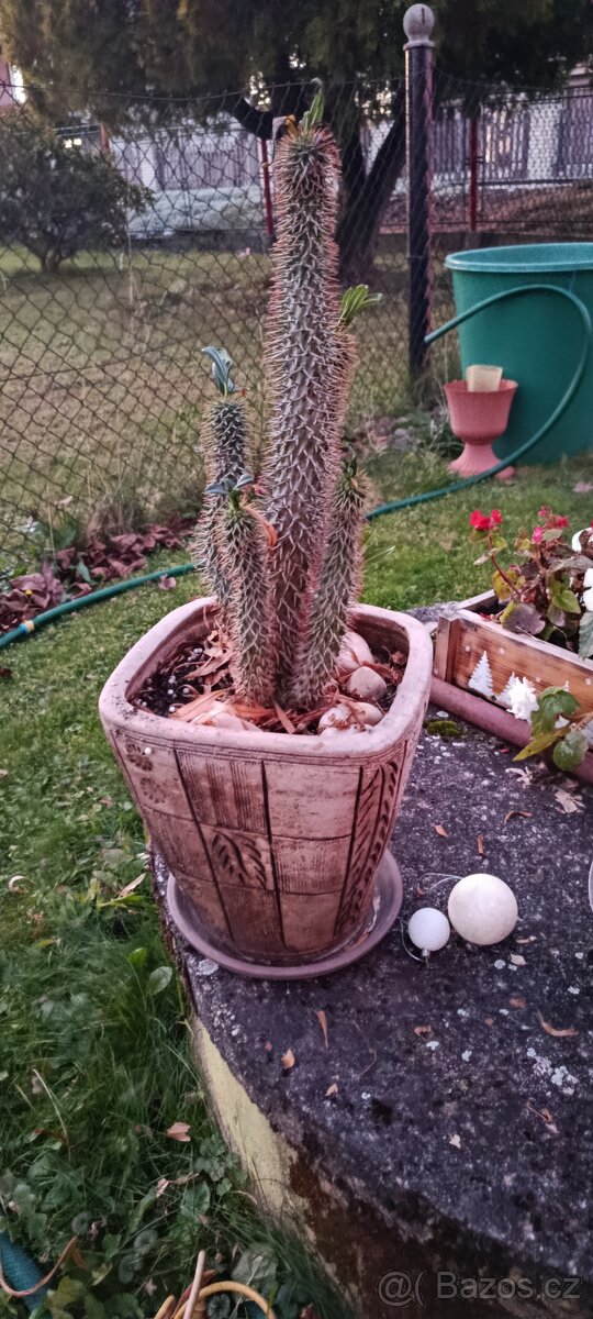 Pachypodium Madagaskarská palma - 2