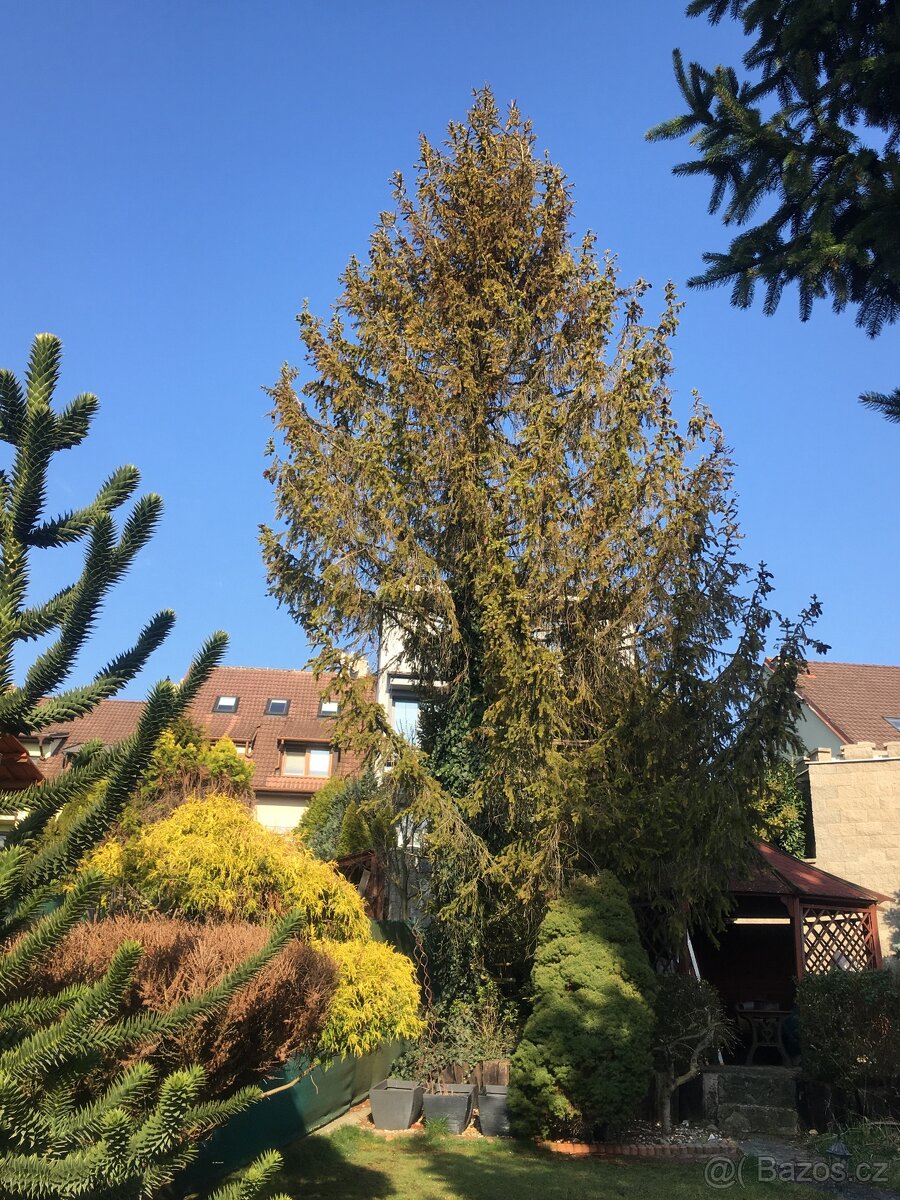 Pokácení ,odvoz smrku - 2