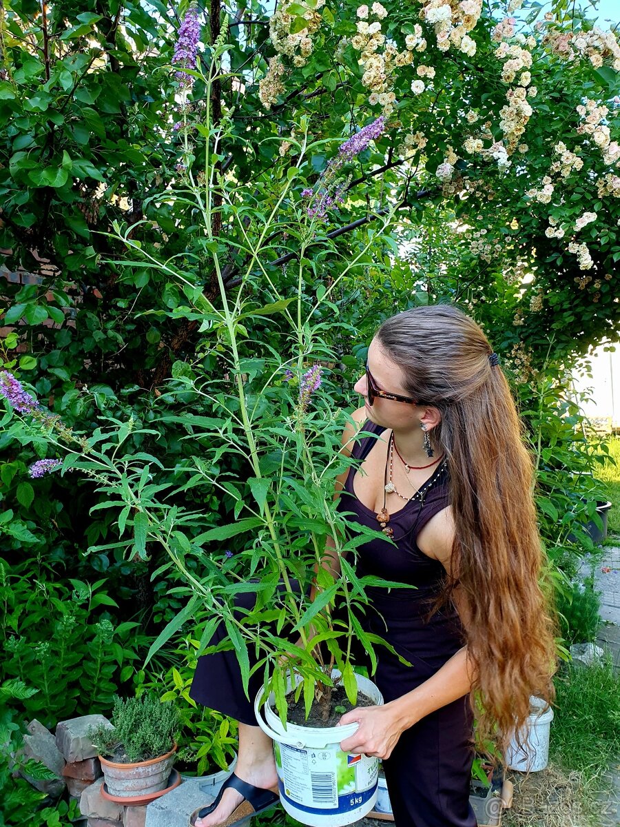 Motýlí keř, komule Davidova - 2