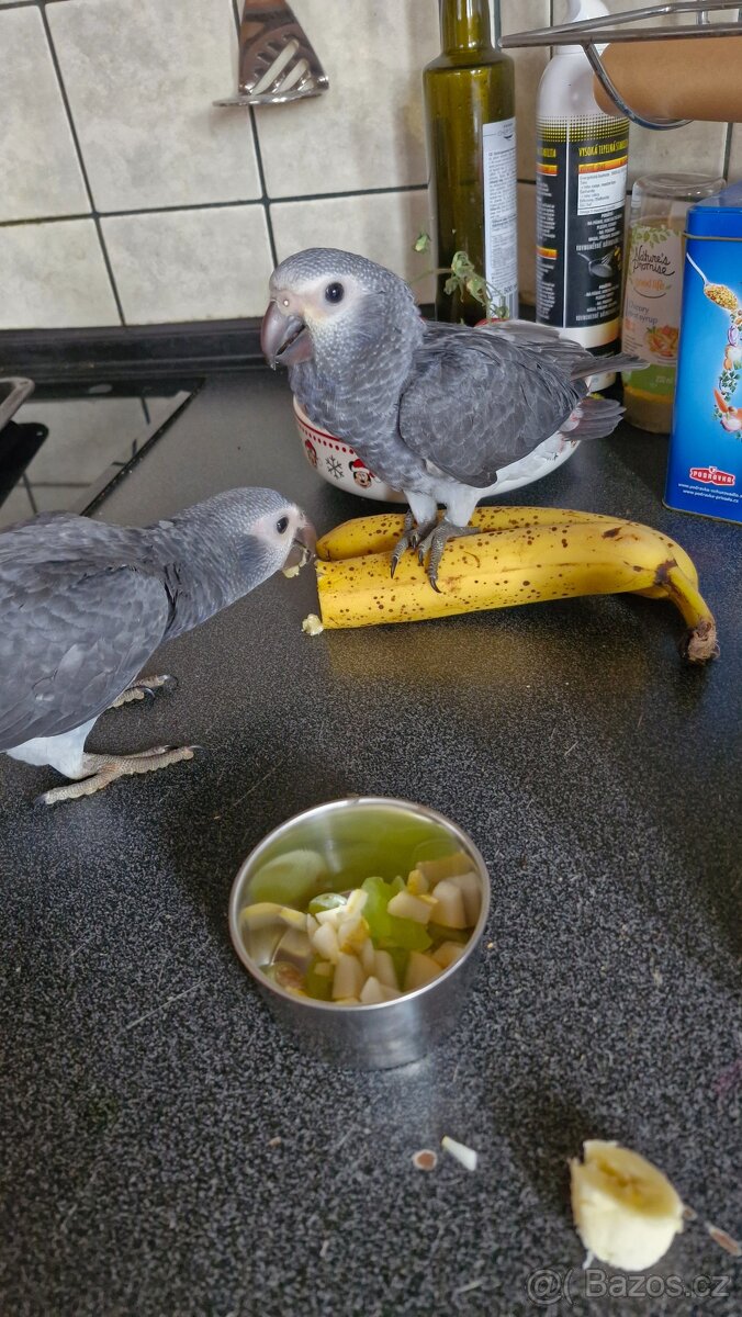 Žako liberijský - 2