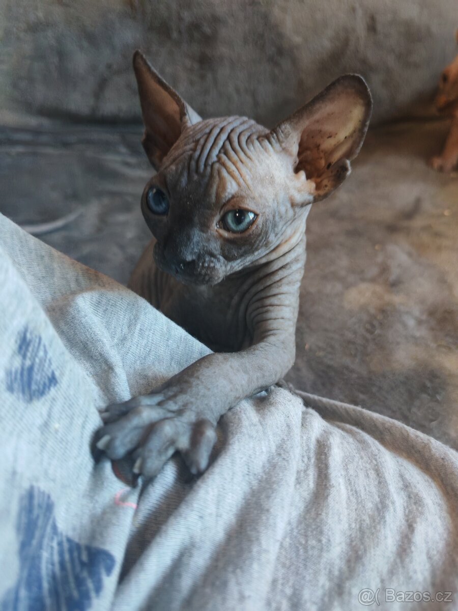 Sphynx bez PP - 2