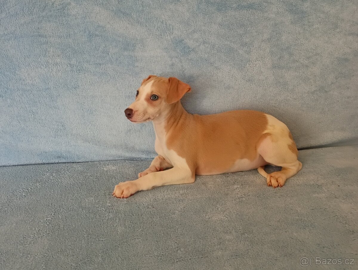 Whippet /Vipet/ - pejsci bez pp - 2