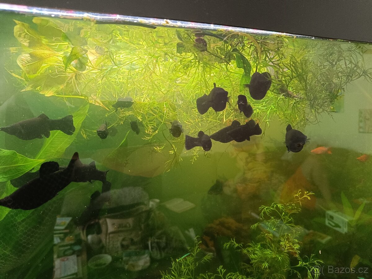 Black Molly - 2