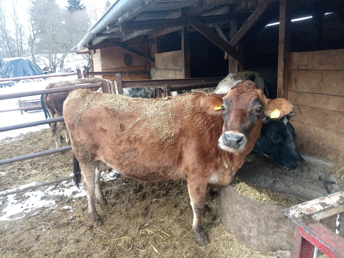 Prodám krávu - 2