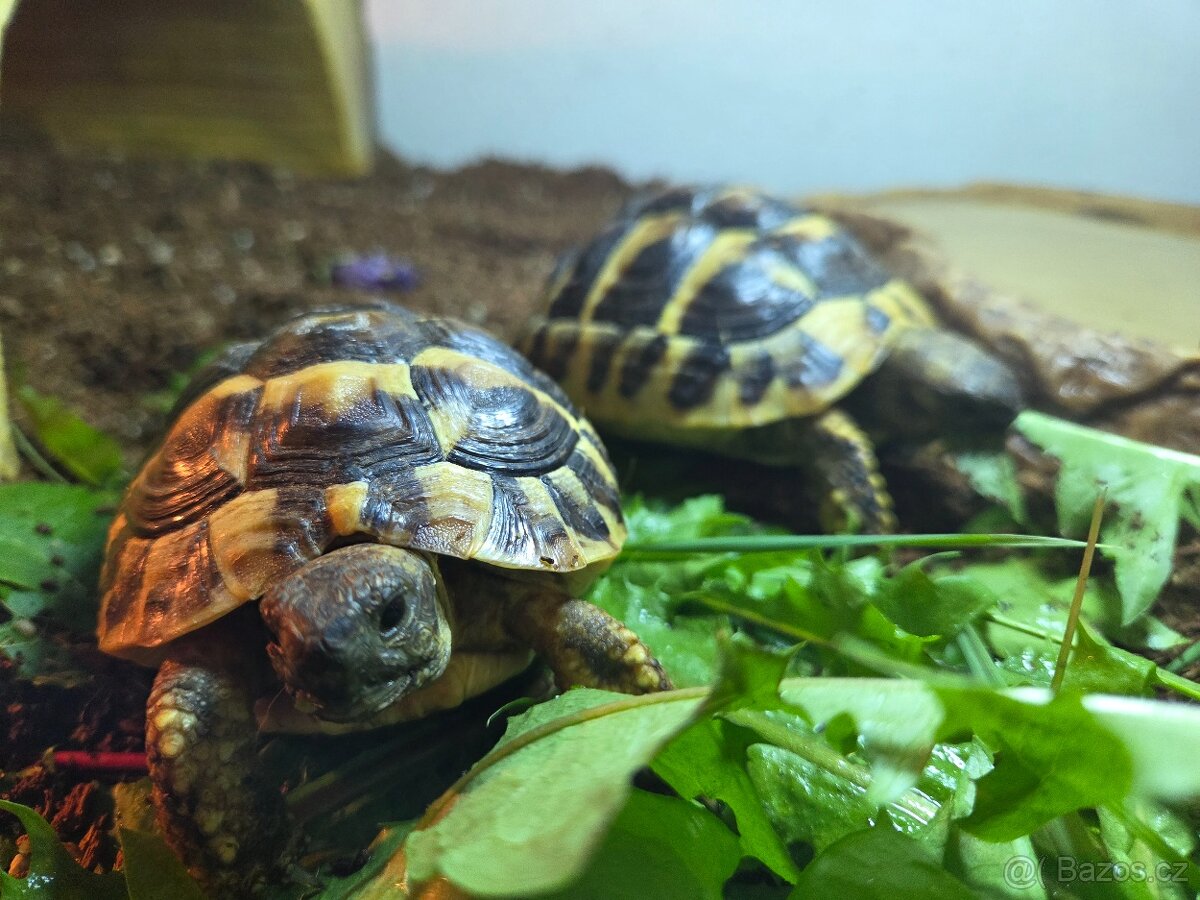 Želva zelenavá (Testudo hermanni) - 2