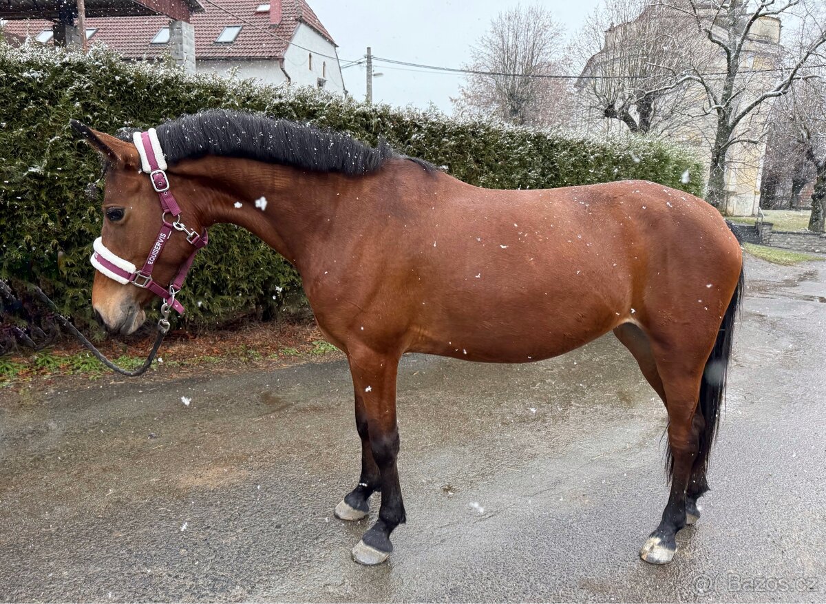 hodná pony kobylka - 2