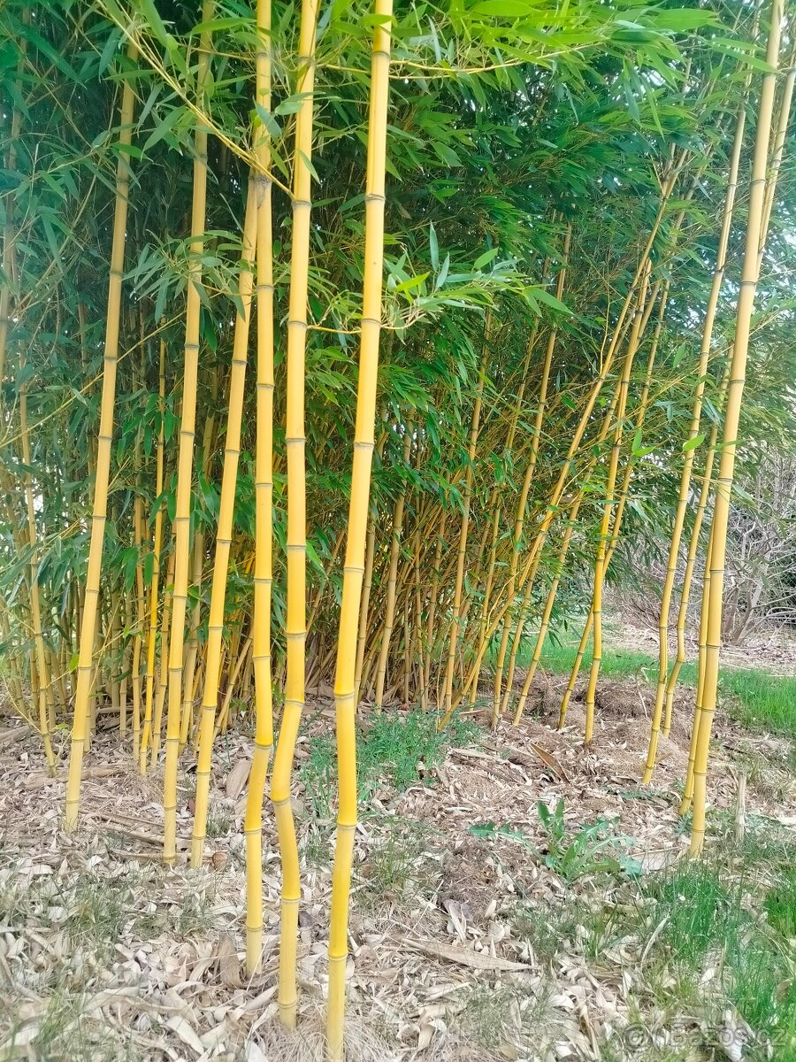Žlutý bambus Phyllostachys aureosulcata - 2