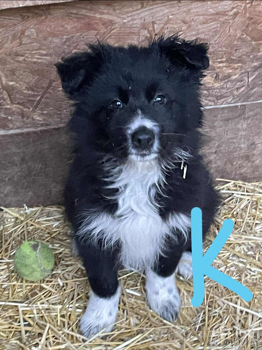 štěnata border kolie bez PP - 2