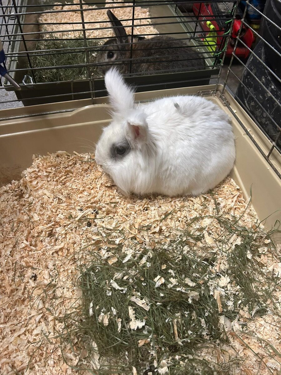 Zakrslý králík - 2