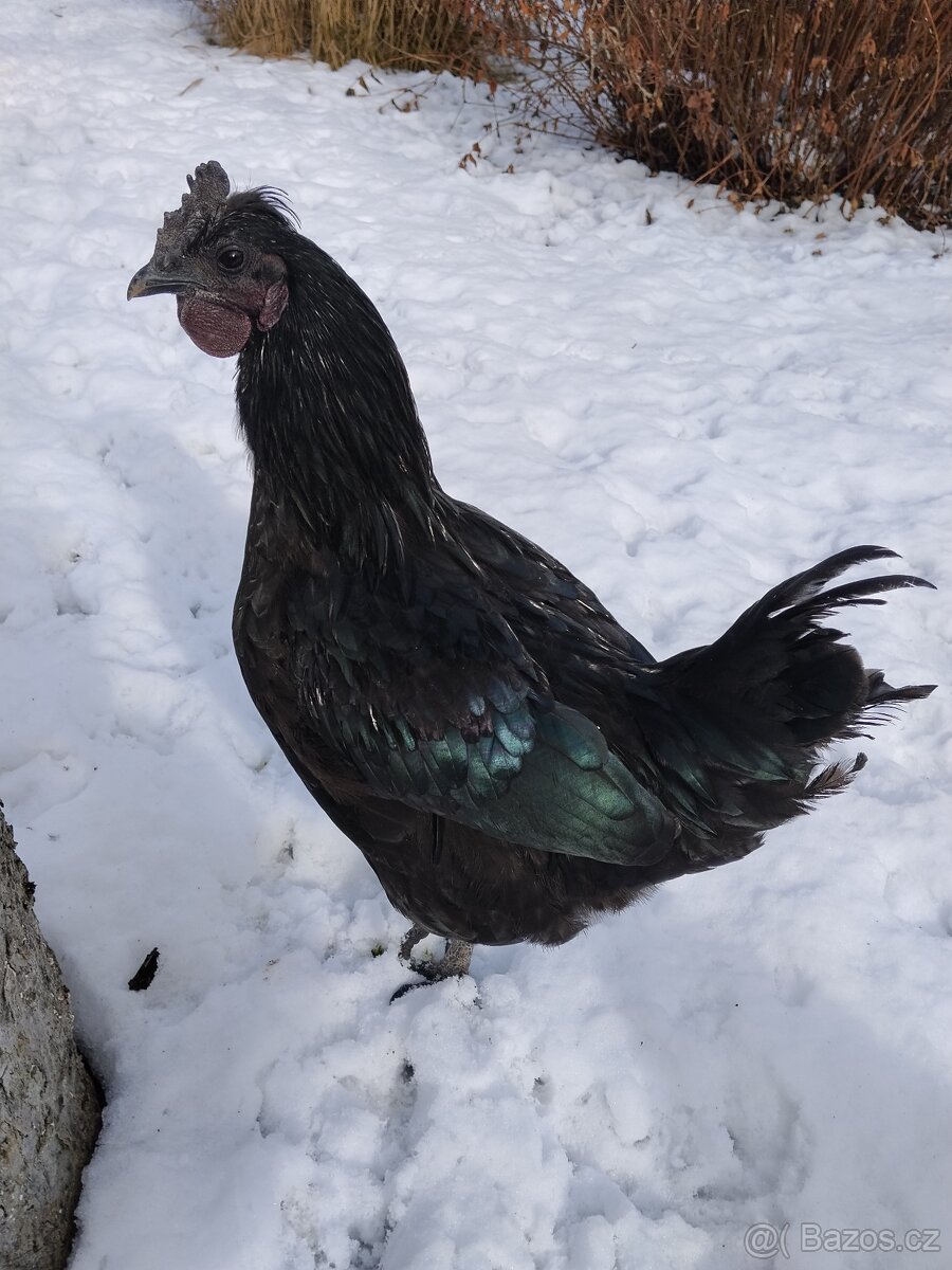 Kohouti - 2