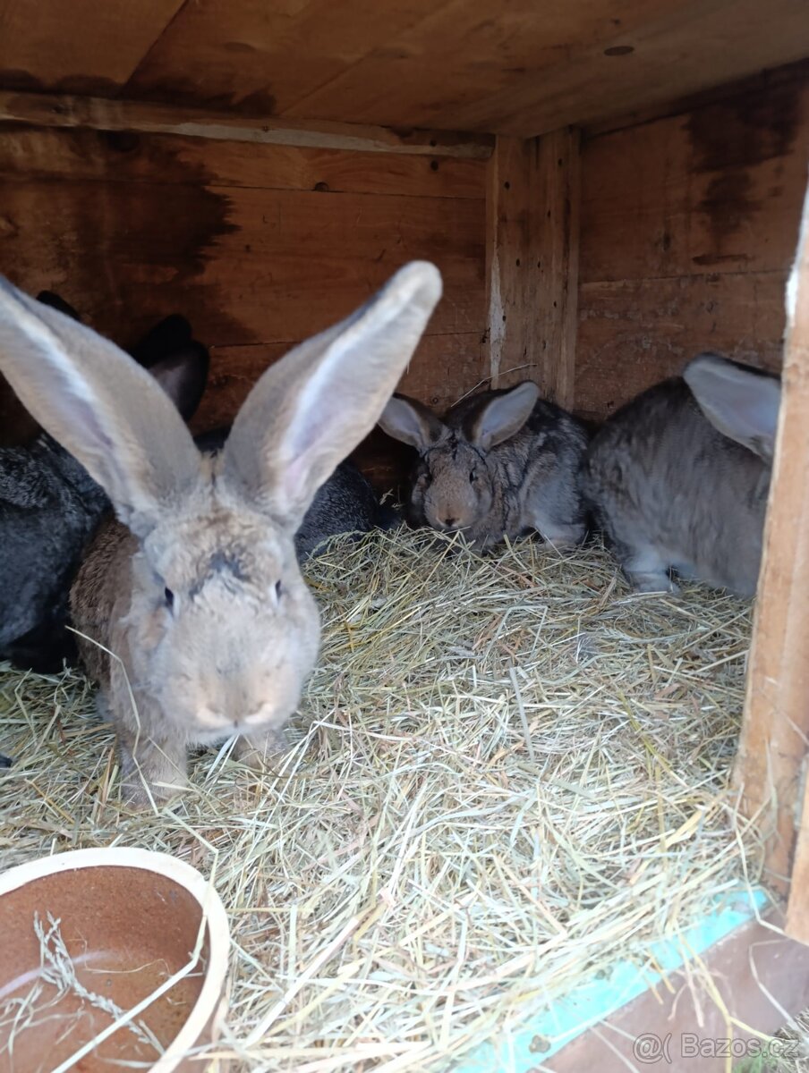 Prodám králíky - 2