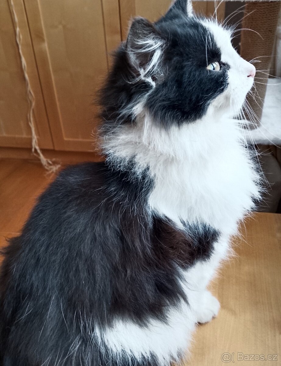 Daruji kotě - 2