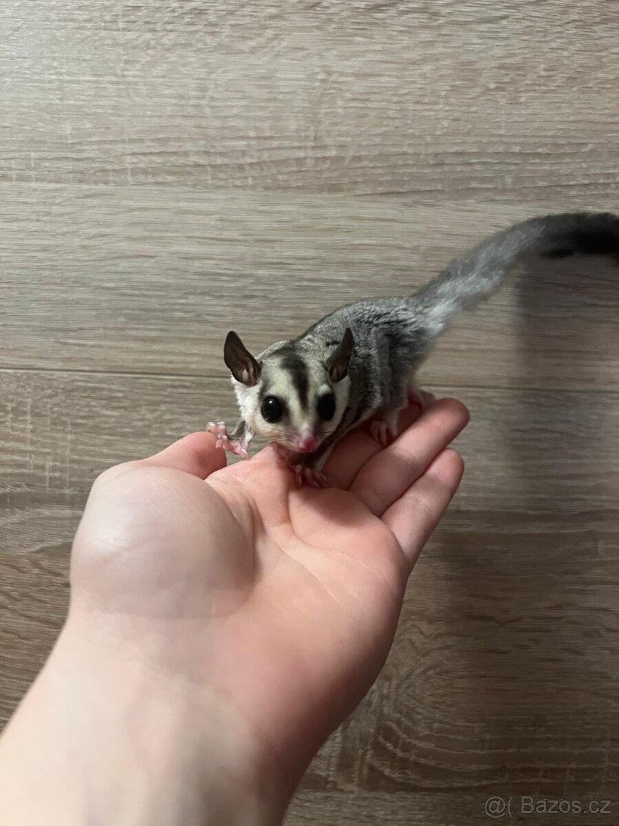 Vakoveverka létavà - 2