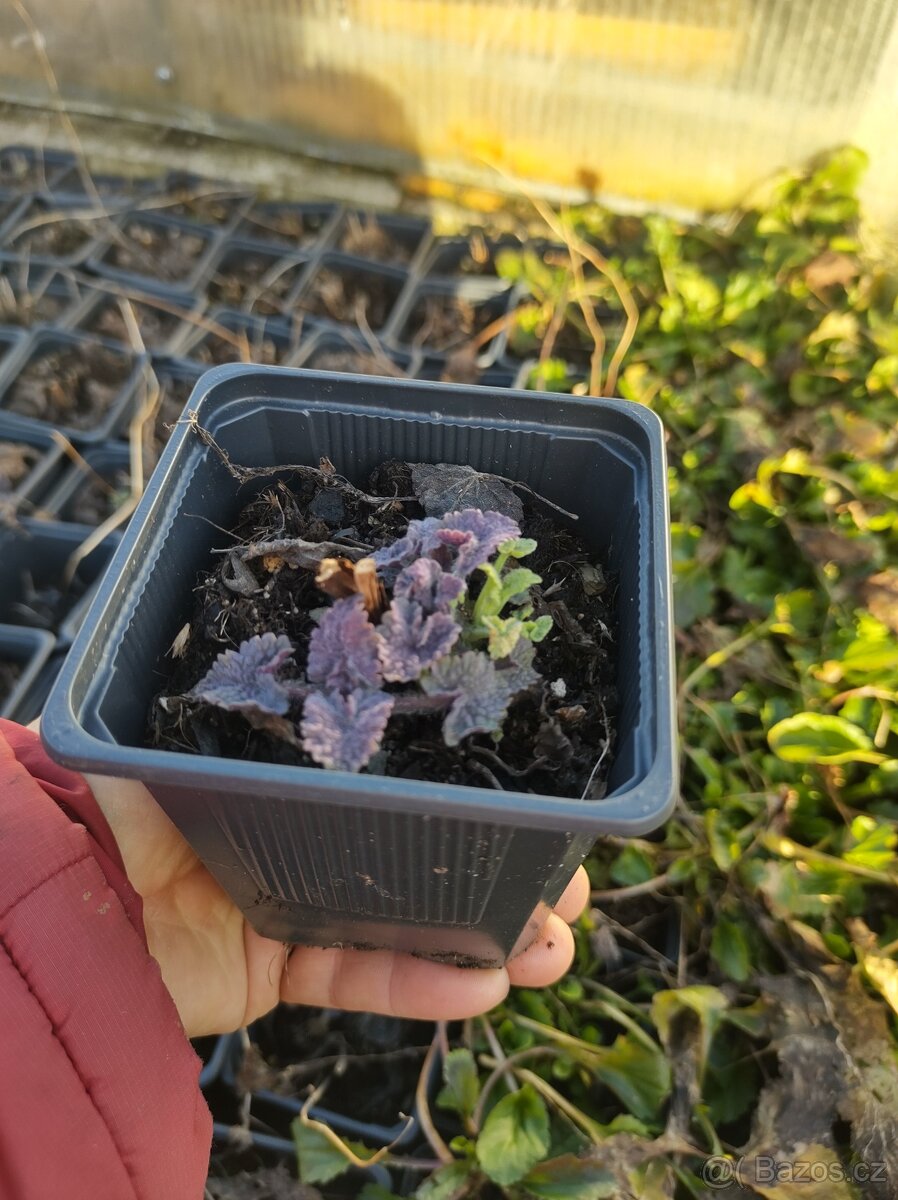 Agastache modrá - 2