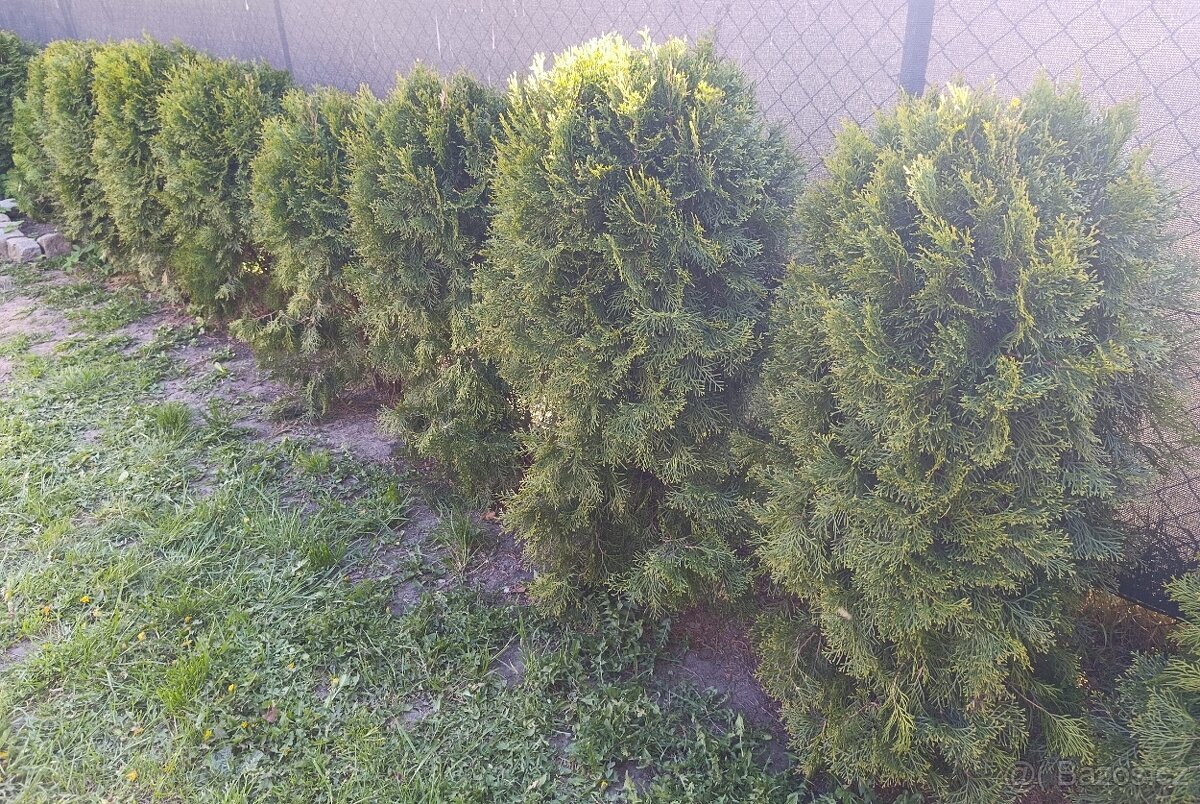 Thuje smaragd 46ks - 2