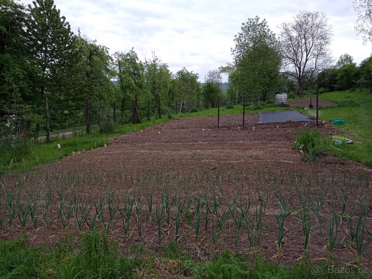 Zahrada -sad - 2