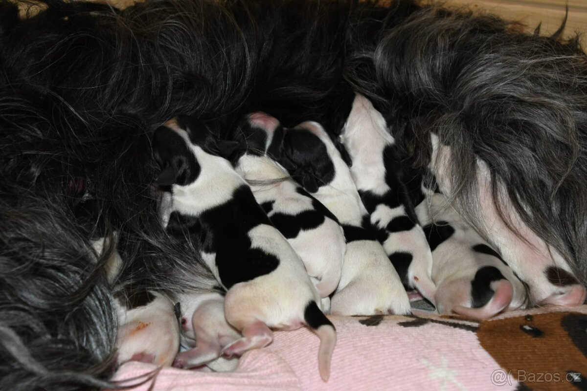Štěňata Holandský ovčácký pudl s PP - 2