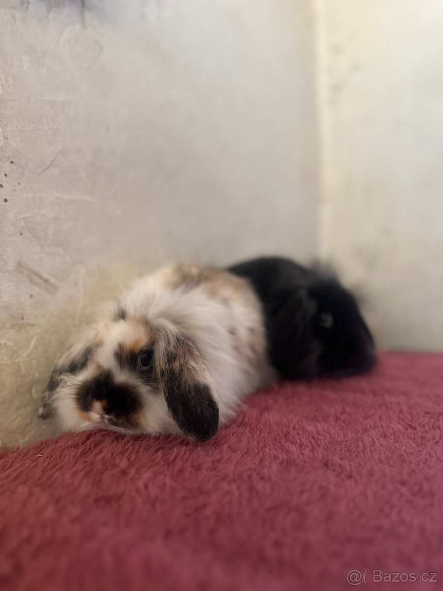 ✨ Králíček beránek – ihned k odběru ✨ - 2