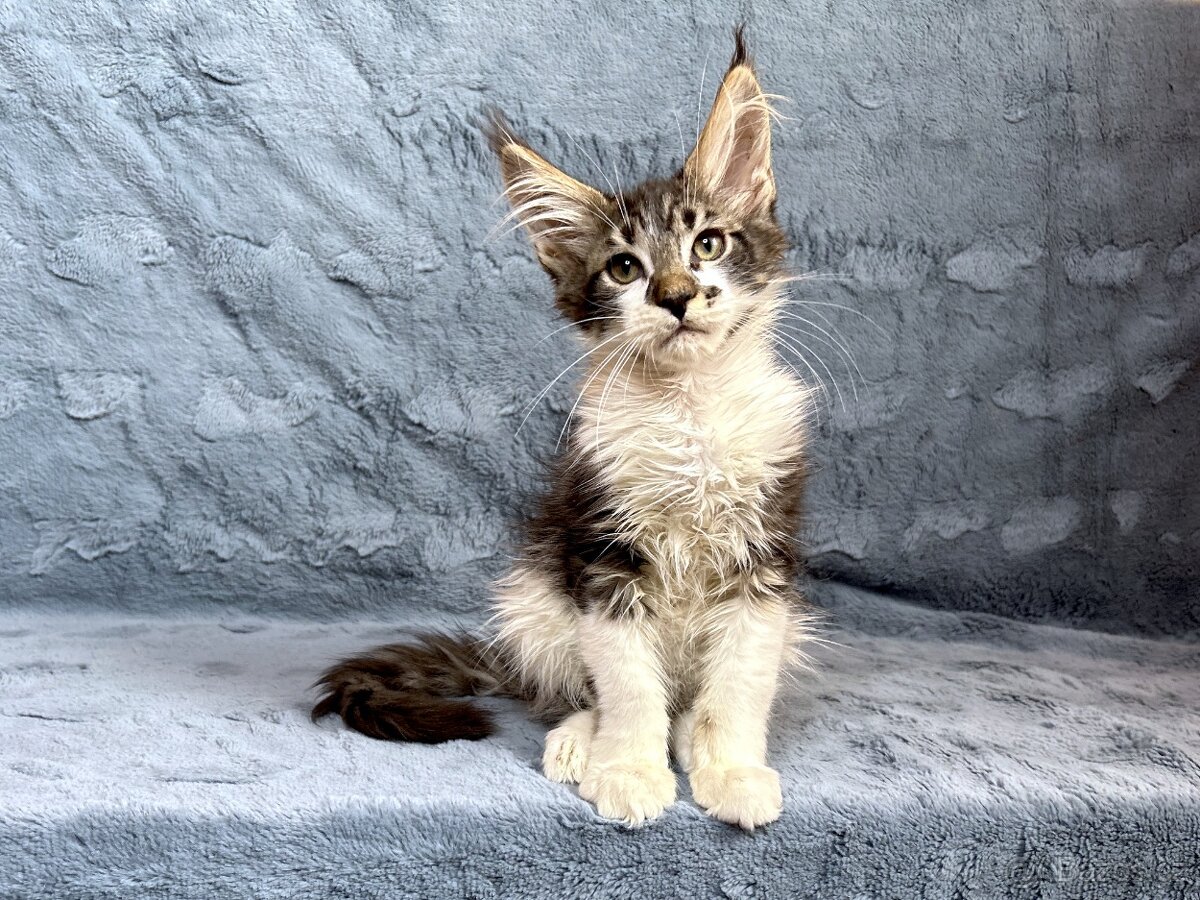 Kocourek s PP - Mainská mývalí - 2