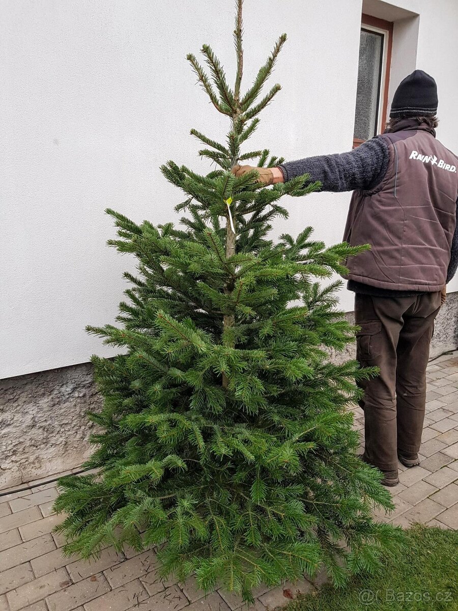 Vánoční stromek – Jedle kavkazská - 2