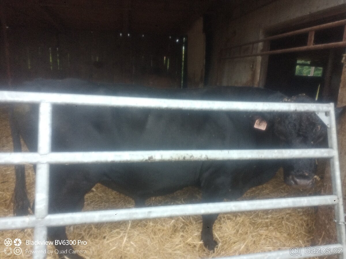 Plemenný býk Aberdeen Angus - 2