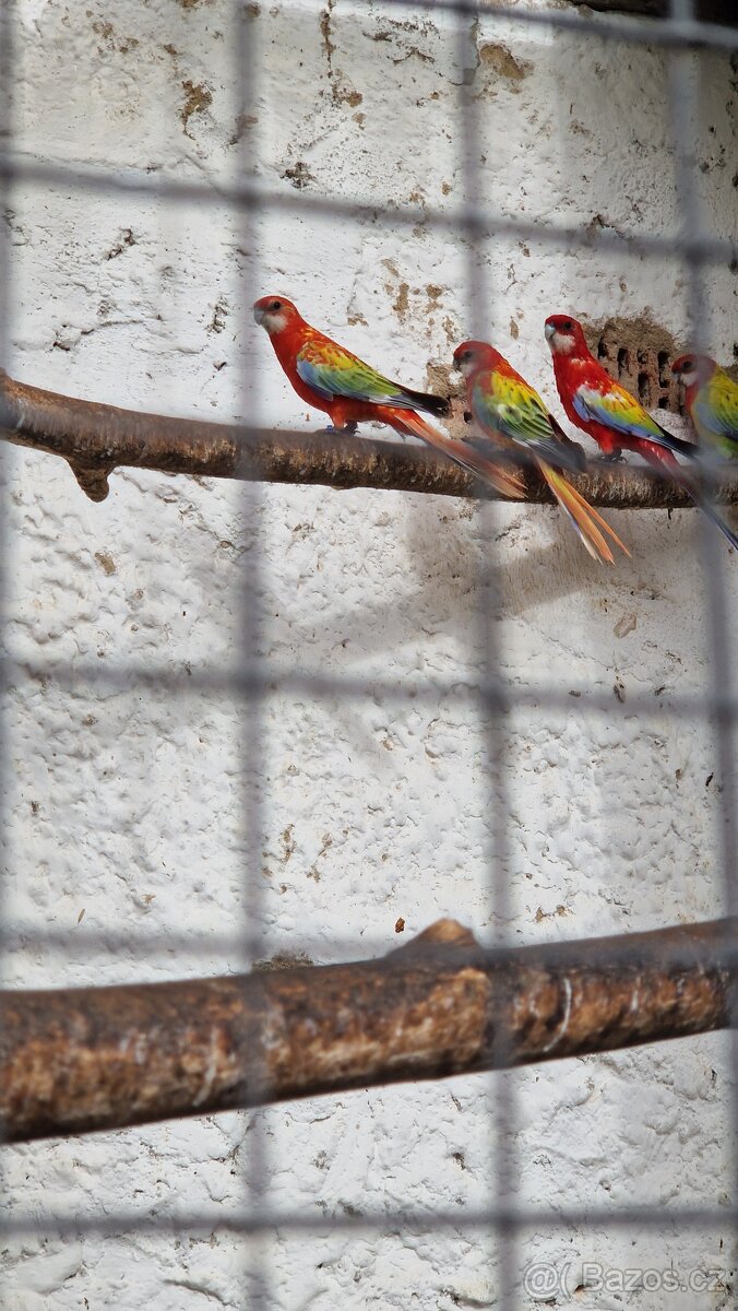 Prodam rosely zlaty opalin - 2