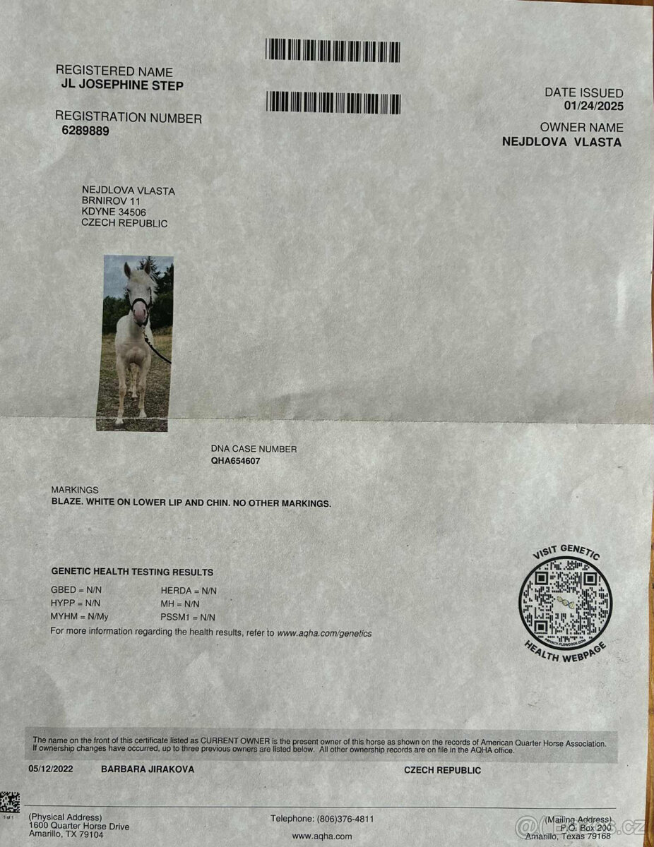 Prodám QH klisnu - 2