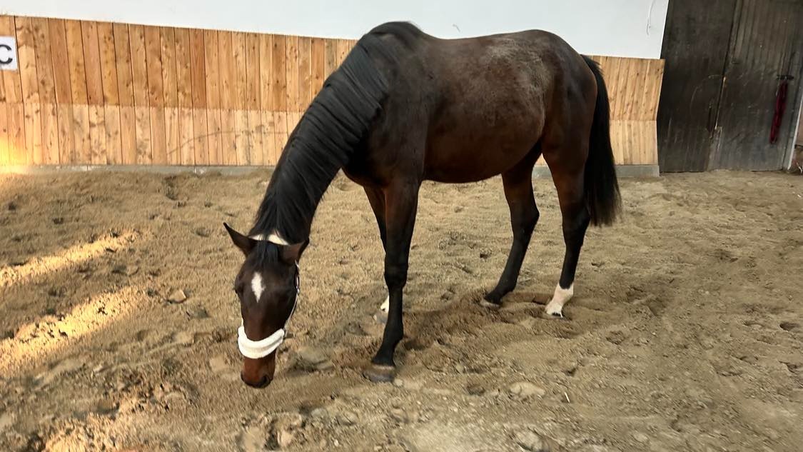 4letý valach po Romeo van het Rozenveld, nar. 4/2022 - 2