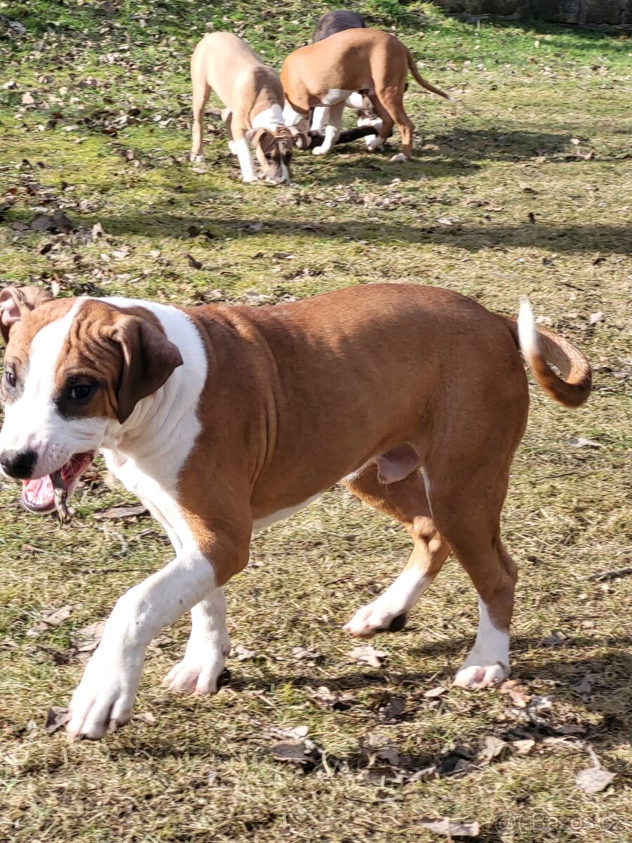 Americký stafordšírský teriér s PP - 2