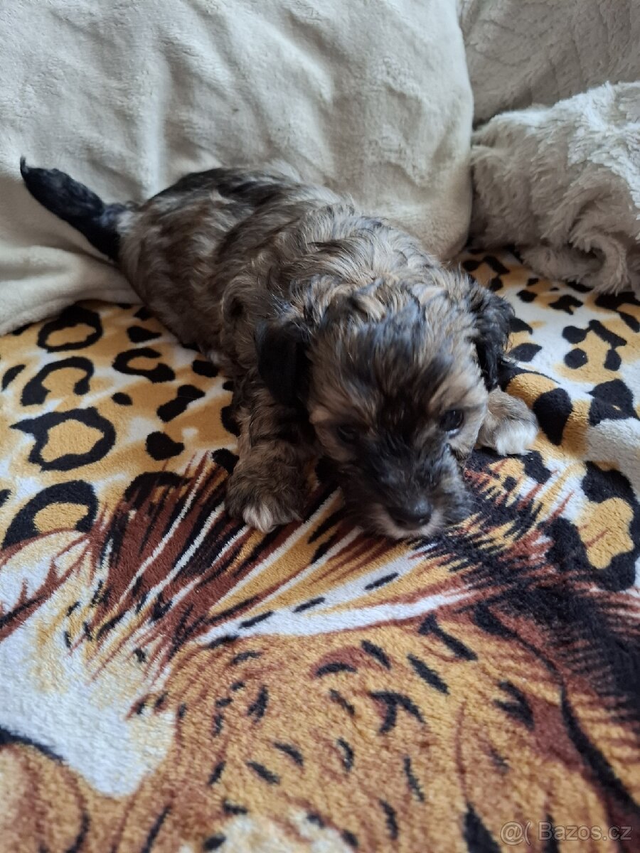 Havanský psík bez PP - 2