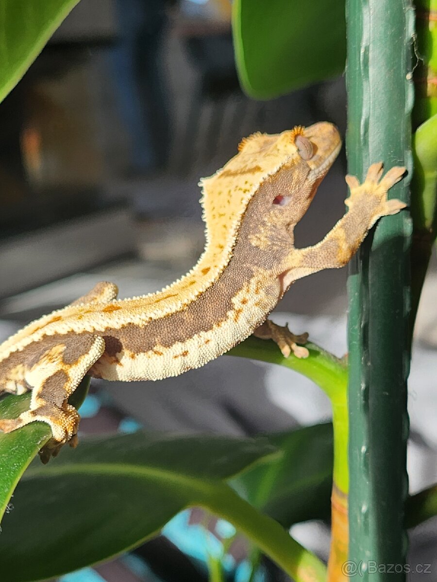 Mláďata pagekona řasnatého - 2