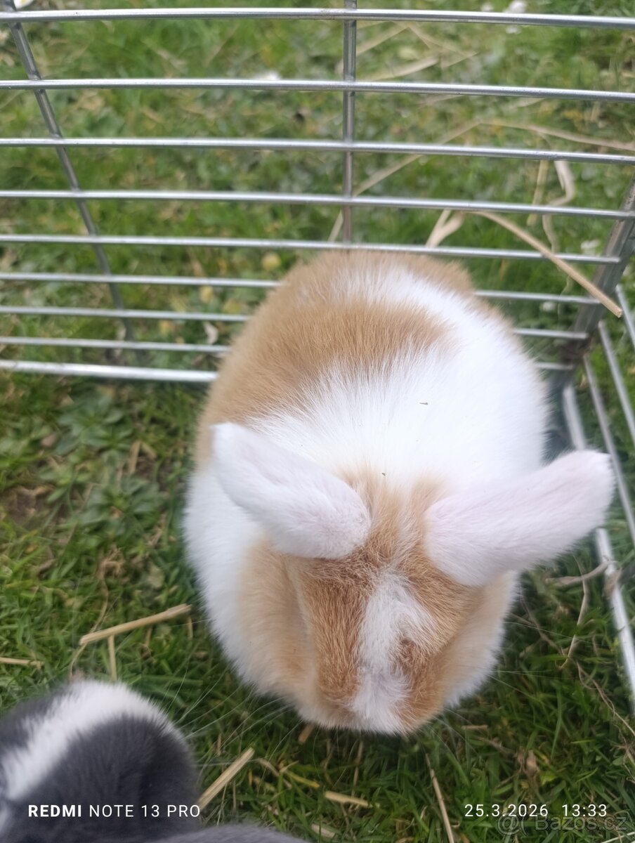 Králíček kříženec minilop - 2