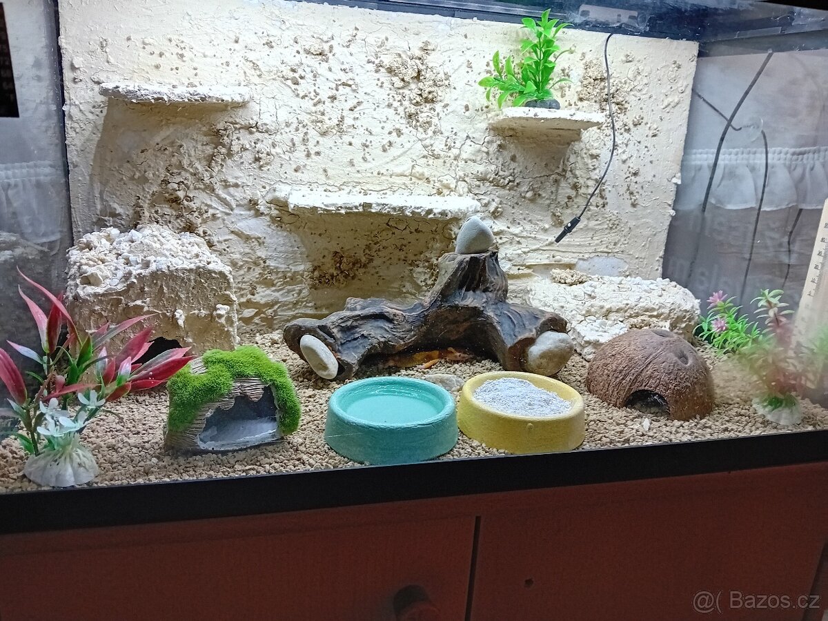 Gekončík noční - 2