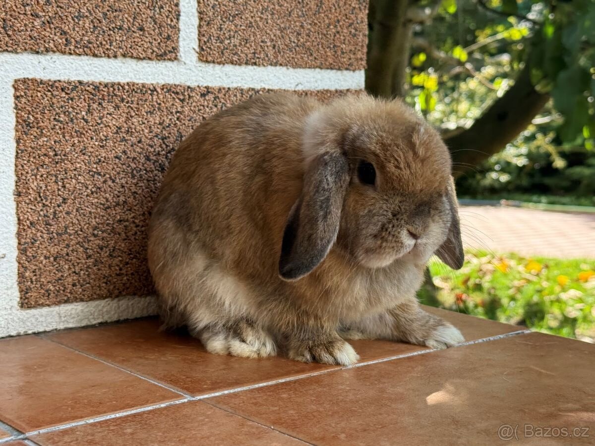 Minilop-zakrslý beránek - 2