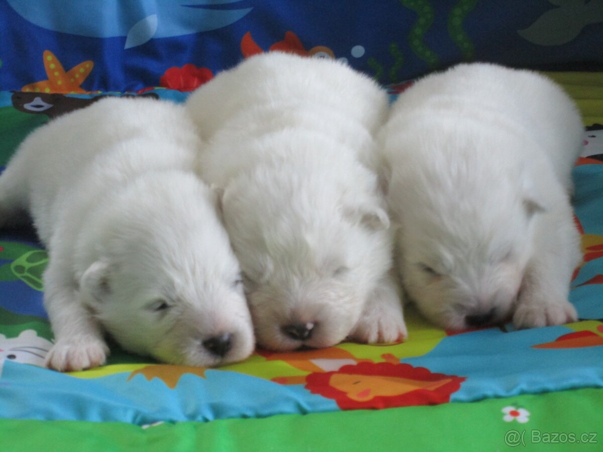 Samojed - štěňata s PP - 2