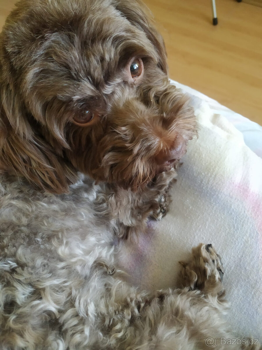 Ruská barevná bolonka s PP - 2