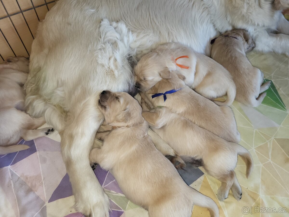 Zlatý retrívr štěňátka - 2