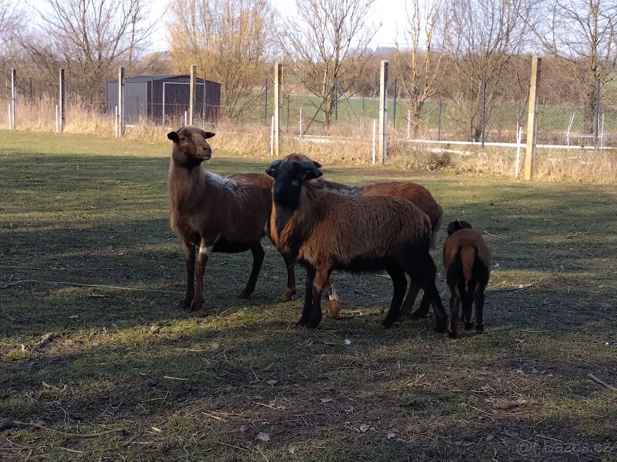 Kamerunská ovce - 2