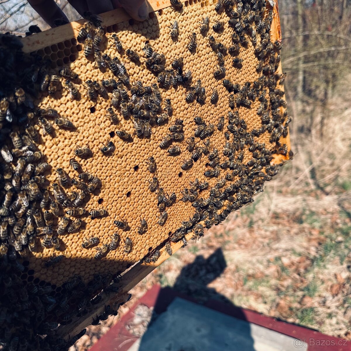 Včelí oddělky - 2